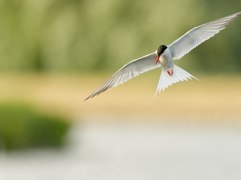 A tern with its wings outspread and dark brown capped head looks down at the blurred waters below