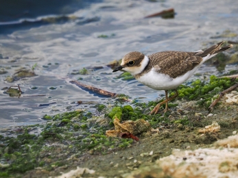 Little Ringed Plover 