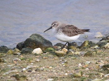 A bird with a white belly and brown back with a black long pointed beak