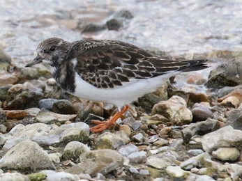 a brown feather bird with white belly stands atop pebbles next to water