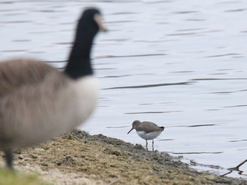 a green sandpiper stand in the water on the shore atop its long legs