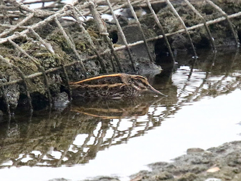 A jack snipe with brown and pale yellow stripes stoops in the water next to a metal structure