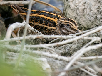 A jack snipe with brown and pale yellow stripes stoops beneath a twig