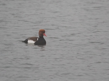 a red crested pochard with brown head, pale orange beak, black chest and a white patch on its back floats atop water