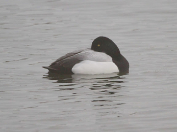 a scaup floating atop water with its black head tucked into its pale grey back
