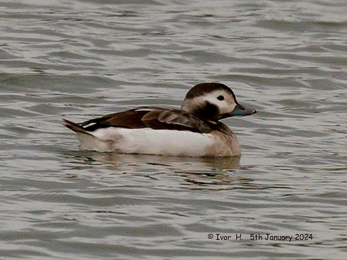 a long tailed duck with white bottom and brown upper body feathers floats on the water