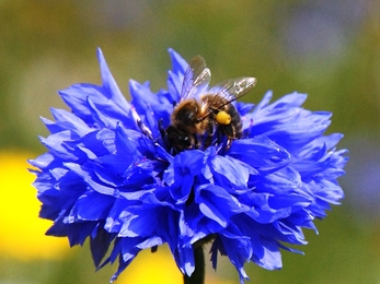 a bright blue cornflower with a bee perched on top 