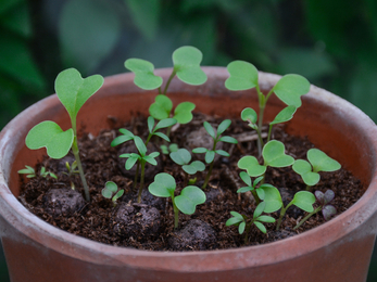 tiny clay balls sprouting green sprigs