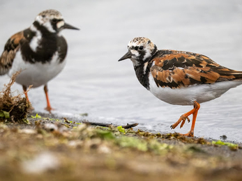 One bird is in the foreground, walking along the shoreline, displaying its distinctive black, white, and brown plumage with bright orange legs. The other bird is slightly blurred in the background, standing on the shore. The setting includes a mix of sand, pebbles, and some green vegetation.