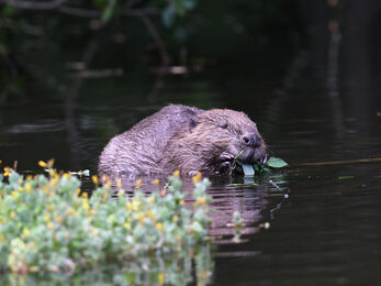A beaver in a river with some foliage in the foreground