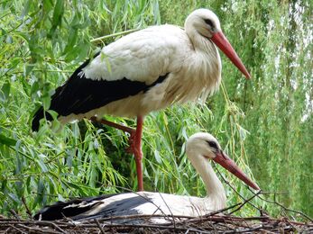 Two white storks on a nest in the tree tops