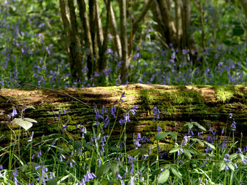 A fallen deadwood log covered in moss with English bluebells growing around it in a woodland