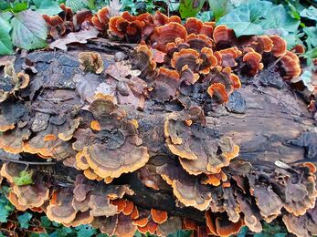 Fungi growing on fallen deadwood