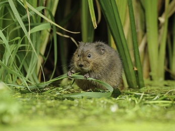 A water vole on the banks of a river