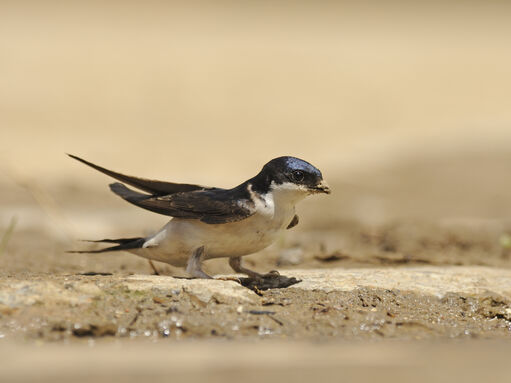 How to identify swifts, swallows and martins | London Wildlife Trust