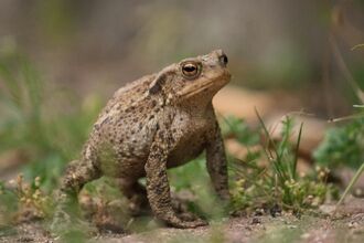 Common toad at the Centre for Wildlife Gardening, Peckham