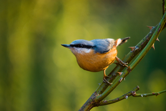 Nuthatch