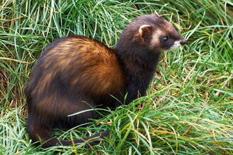 A polecat sat amongst tufts of grass in a field