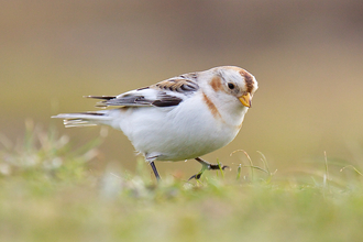 Snow Bunting