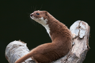 Weasel