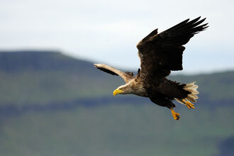 White-tailed eagle in flight, soaring with its wings outstretched, hills visible in the background