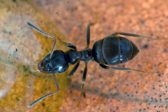 Black Garden Ant