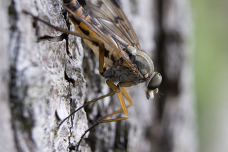 Downlooker Snipefly