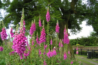 Foxglove