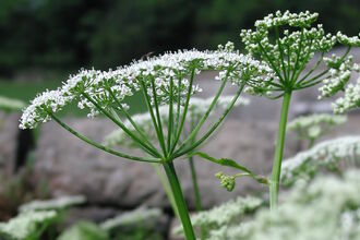Ground-elder
