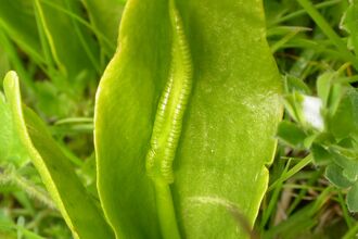 Adder's-tongue Fern