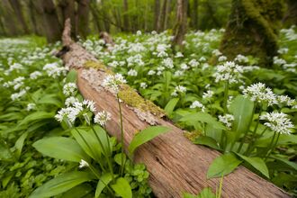 Ramsons