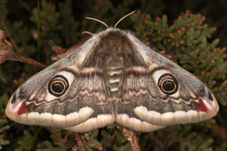 Emperor Moth