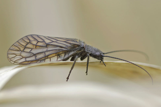 Alder Fly