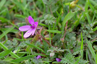 Stork's-bill