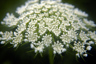 Wild Carrot