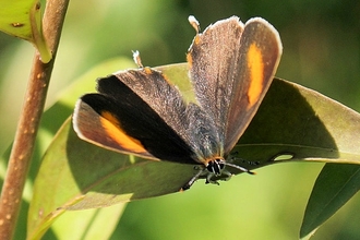 Brown hairstreak butterfly at Hutchinson's Bank