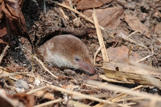 Common shrew