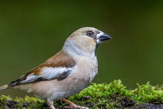 Hawfinch