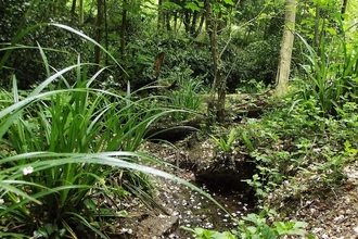 Oak Hill Wood stream