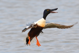 Shoveler duck by Adam Jones