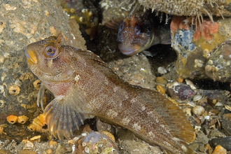 Tompot blenny