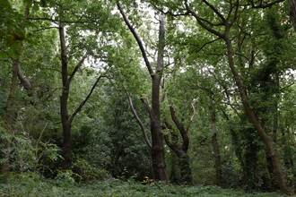Biggin Wood