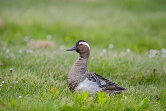 Drake garganey