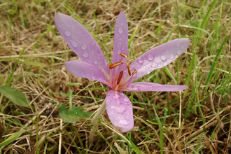 Meadow saffron