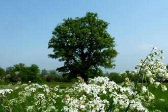 Totteridge Fields (credit Mathew Frith)