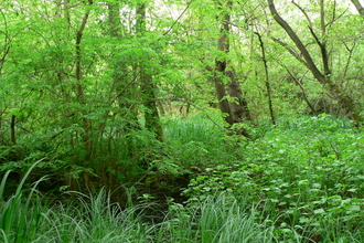 Denham Lock Wood