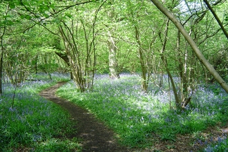 Gutteridge Wood