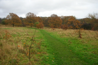 Oak Hill Wood
