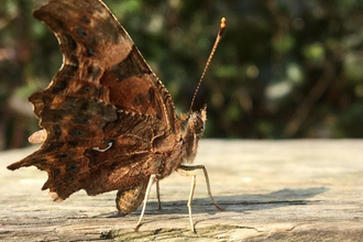 Comma butterfly 