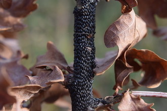 Oak aphid eggs